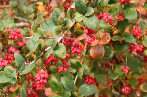 korean barberry bush